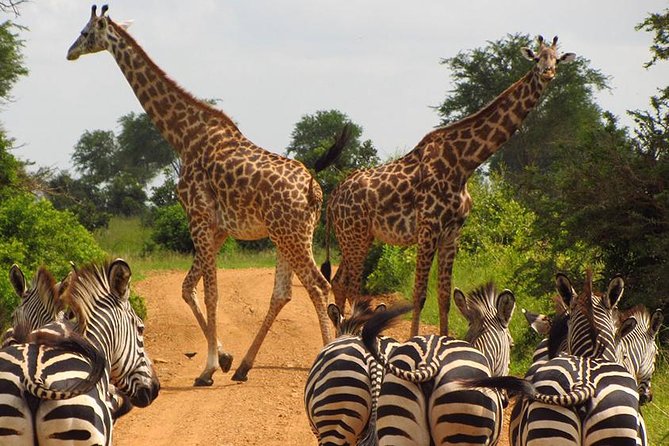 5 Day Mid range Tanzania Safari - Day 1: Lake Manyara’s forests, cliffs, and famous tree-climbing lions