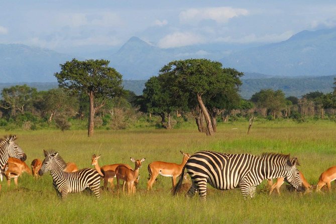 5-Day Mikumi & Ruaha Tanzania Wildlife Lodge Safari - Why this southern Tanzania route is worth considering