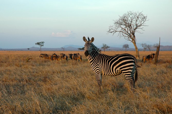 5-Day Mikumi & Ruaha Tanzania Wildlife Lodge Safari - Day 1: Leaving Dar es Salaam for Mikumi