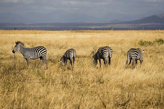 5-Day Mikumi & Ruaha Tanzania Wildlife Lodge Safari - Day 3: A full Ruaha game drive from morning to evening