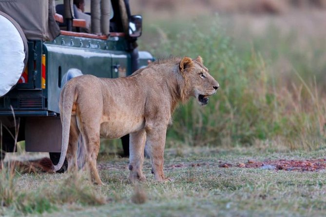 5-Day Mikumi & Ruaha Tanzania Wildlife Lodge Safari - Day 4: Walking in the bush, then back toward Iringa
