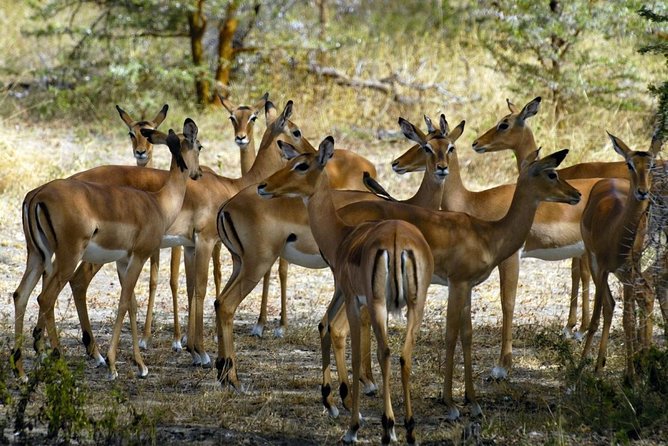 5-Day Mikumi & Ruaha Tanzania Wildlife Lodge Safari - Day 5: Isimila Stone Age Site before the return to Dar es Salaam