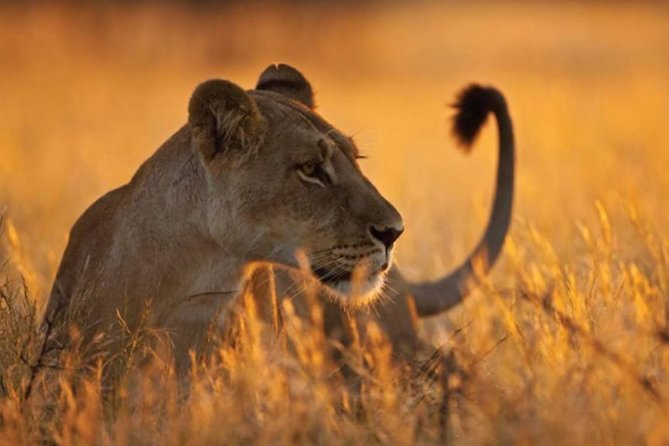 5-Day Mikumi & Ruaha Tanzania Wildlife Lodge Safari - What the private format changes