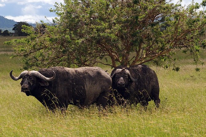5-Day Mikumi & Ruaha Tanzania Wildlife Lodge Safari - Day 2: The long transfer from Mikumi to Ruaha