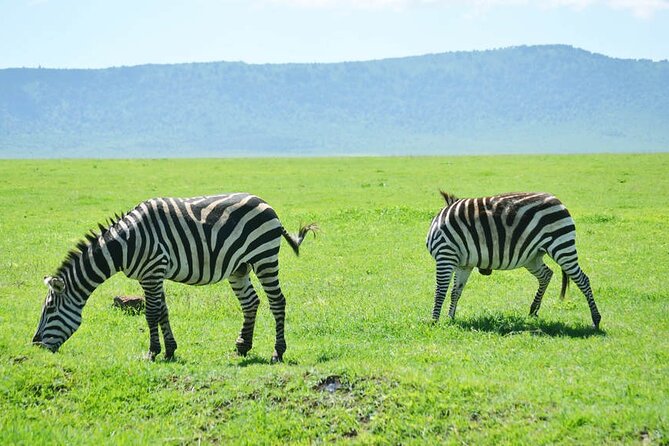 5-Day Ngorongoro Crater and Lake Manyara Safari from Arusha - Day 3: Sunrise predators and the return toward Ngorongoro