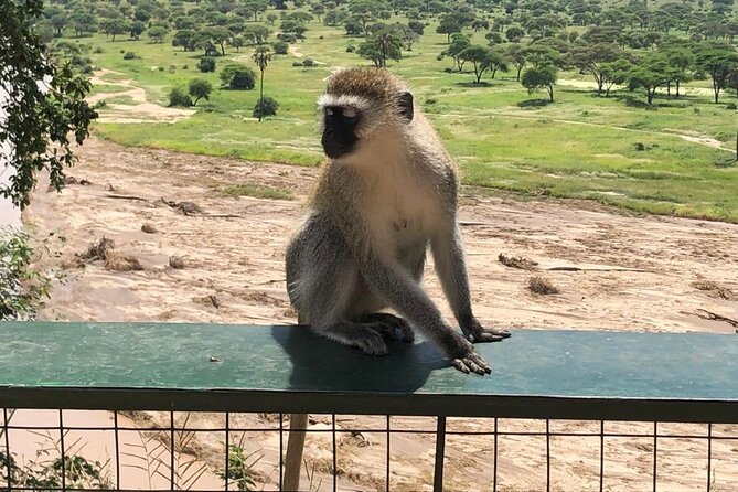 5-Day Ngorongoro Crater and Lake Manyara Safari from Arusha - Guides, cooking, and the human side of the trip