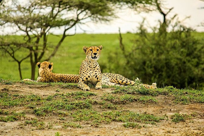 5-Day Ngorongoro Crater and Lake Manyara Safari from Arusha - Camping, lodges, and comfort