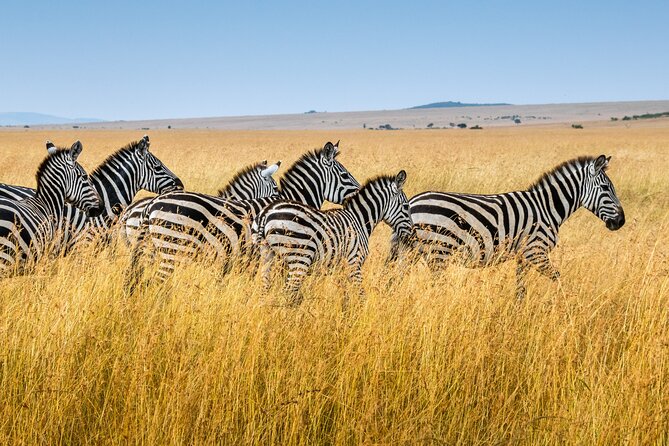 5-Day Ngorongoro Crater and Lake Manyara Safari from Arusha - Day 2: The long road into Serengeti National Park