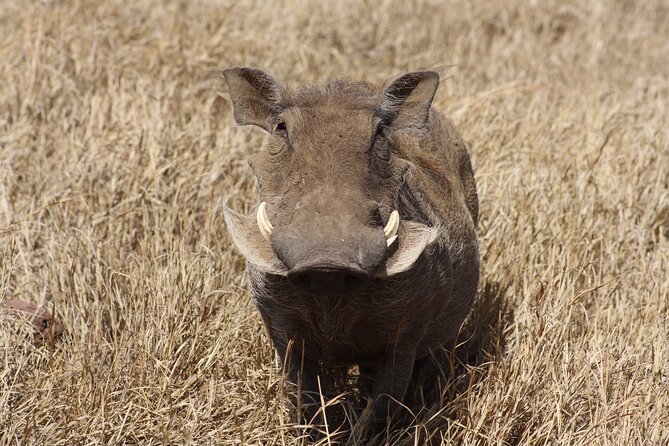 5-Day private Camping Safari Tour in Tanzania - Day 2: Crossing Ngorongoro toward the Serengeti