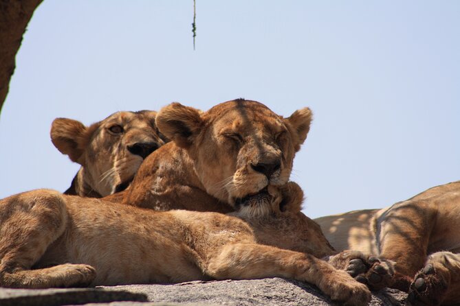 5-Day private Camping Safari Tour in Tanzania - Day 4: One last Serengeti drive, then Ngorongoro