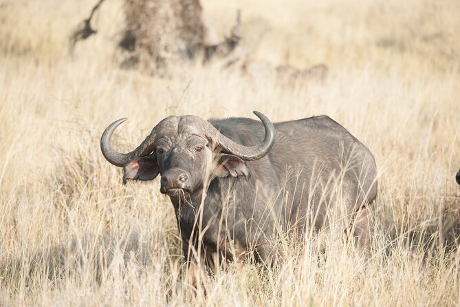 5-Day private Camping Safari Tour in Tanzania - The Lake Manyara question