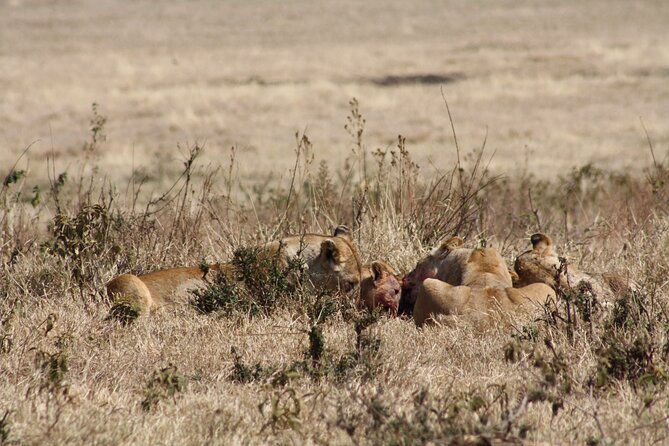 5-Day private Camping Safari Tour in Tanzania - Day 3: A full day in the central Serengeti