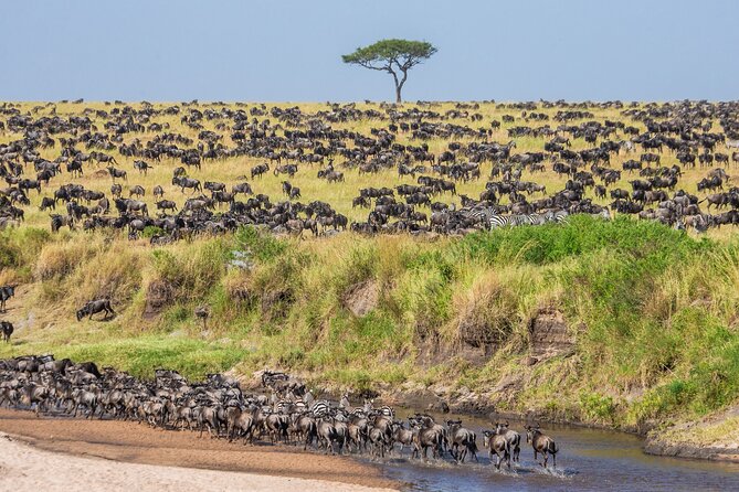 5-Day Private Camping Tour to Serengeti, Ngorongoro & Tarangire - Day 5: Descending 600 meters into Ngorongoro Crater