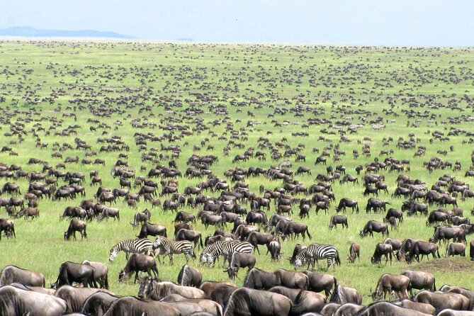 5 Day Private Guided Wildebeest Migration Tour - Day 3: Crossing toward the Serengeti