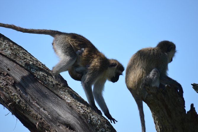 5 Day Private Lodge & Camping Tour of Tarangire, Serengeti & Ngorongoro Crater - Tarangire’s river and giant baobabs
