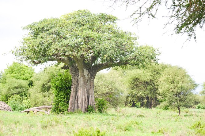 5 Day Private Lodge & Camping Tour of Tarangire, Serengeti & Ngorongoro Crater - Ngorongoro Crater’s dense wildlife floor