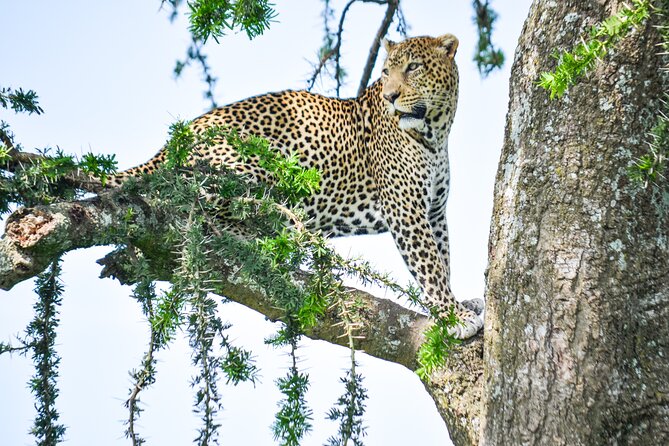 5 Day Private Lodge & Camping Tour of Tarangire, Serengeti & Ngorongoro Crater - What the private format changes