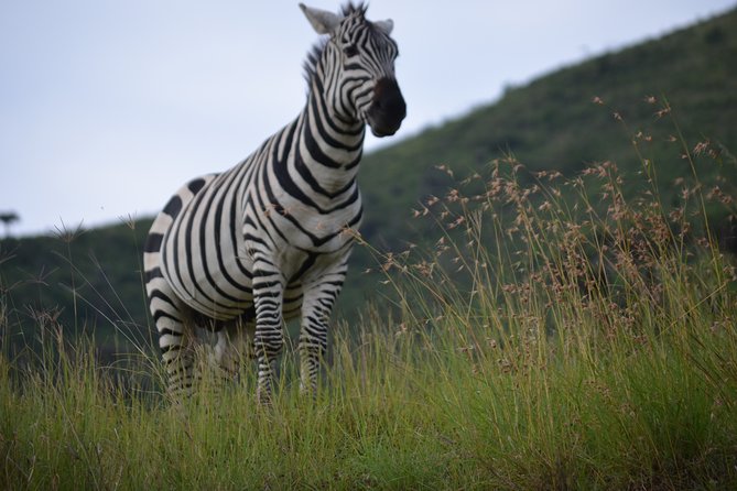 5 Day Private Lodge & Camping Tour of Tarangire, Serengeti & Ngorongoro Crater - The long road toward the Serengeti