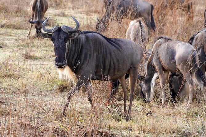 5-Day Private midrange Tour in Arusha with Airport Pickup - Day 3: Entering the Serengeti Through the Highlands