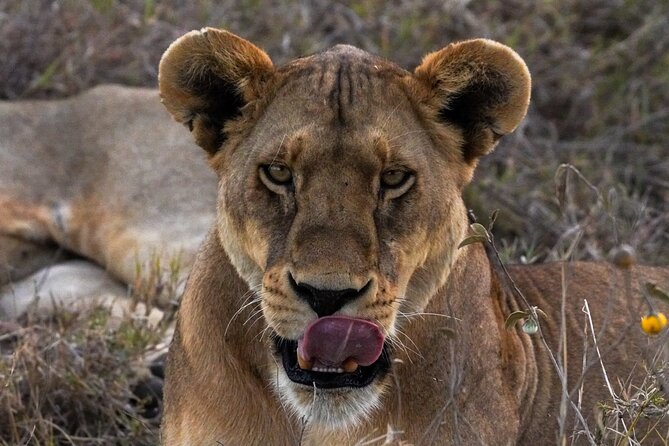 5-Day Private midrange Tour in Arusha with Airport Pickup - Day 4: A Long Serengeti Morning and the Road to Ngorongoro