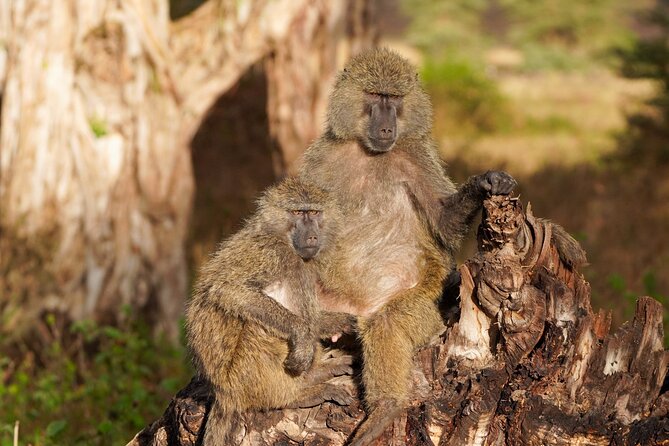 5-Day Private midrange Tour in Arusha with Airport Pickup - Day 5: Descending 600 Meters into Ngorongoro Crater