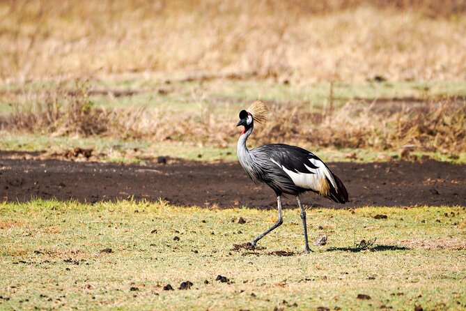 5-Day Private midrange Tour in Arusha with Airport Pickup - The Private Guide Makes the Difference