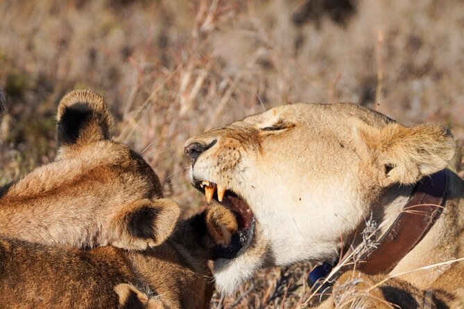 5-Day Private midrange Tour in Arusha with Airport Pickup - Day 2: Flamingos, Hippos, and Forest at Lake Manyara