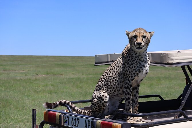 5-Day Private Safari in The Serengeti with Accommodation - Day 3: A full Serengeti game-viewing day