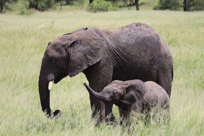 5-Day Private Safari in The Serengeti with Accommodation - Day 4: Ngorongoro Crater and concentrated wildlife