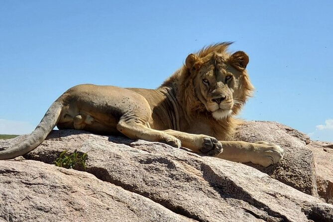 5-Day Private Safari in The Serengeti with Accommodation - What the private format is worth at $2,700