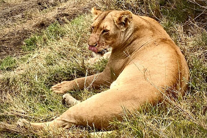 5-Day Private Safari in The Serengeti with Accommodation - How much driving should you expect?