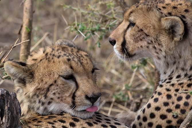 5-Day Private Safari Tour in Northern Tanzania - Why this five-day route works