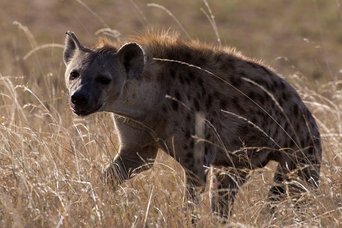 5-Day Private Safari Tour in Northern Tanzania - Day 3: A full day in Central Serengeti