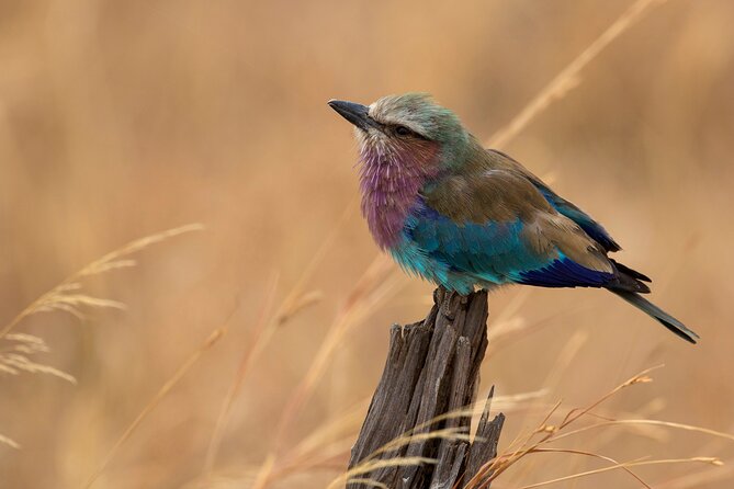 5-Day Private Safari Tour in Northern Tanzania - Day 2: From Tarangire to the Serengeti