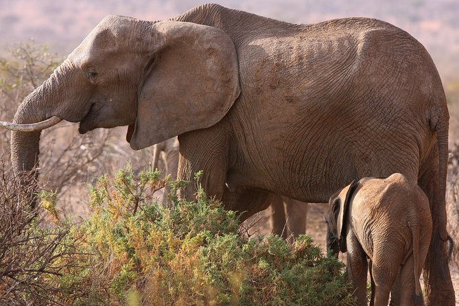 5 day safari Tarangire Serengeti and Ngorongoro crater - Key points at a glance