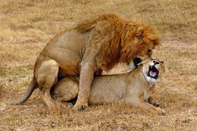 5 day safari Tarangire Serengeti and Ngorongoro crater - Why this five-day route works