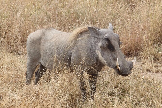 5 day safari Tarangire Serengeti and Ngorongoro crater - Day 4: Leaving the plains for Ngorongoro