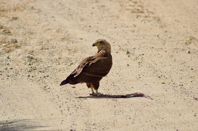 5 day safari Tarangire Serengeti and Ngorongoro crater - Sleeping, eating, and what the price covers