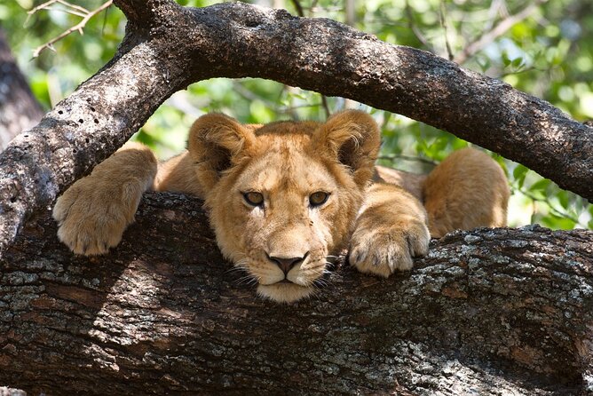 5 Day: Scenic Northern Circuit Safari - What the $2,000 price covers