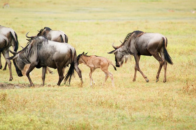 5 Day Serena Luxury Tanzania Safari - Why this five-day route works
