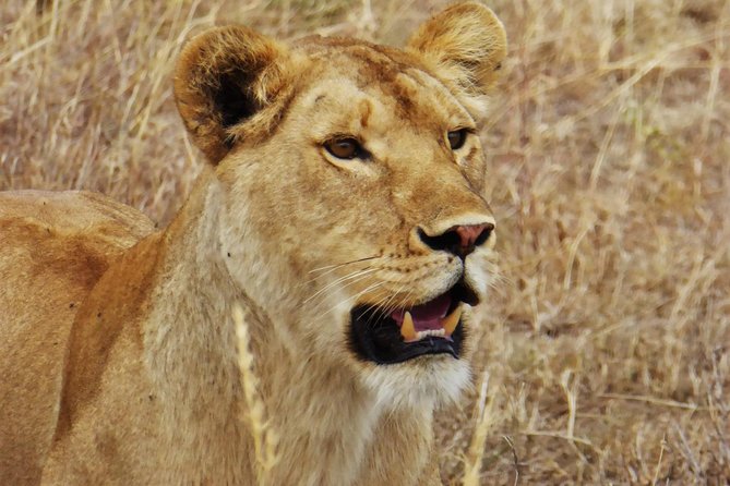 5 Day Serena Luxury Tanzania Safari - Day four: from the Serengeti to Ngorongoro