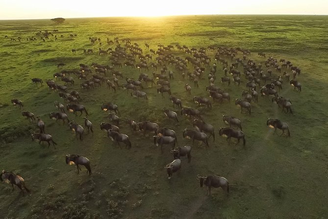 5 Day Serena Luxury Tanzania Safari - Day five: crater wildlife and the return to Arusha