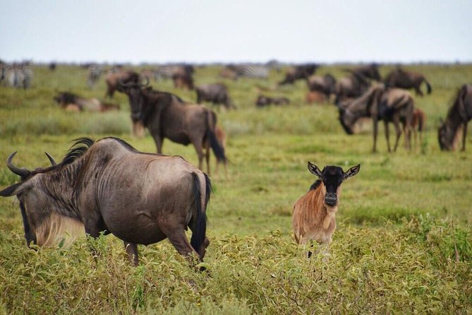 5 Day Serena Luxury Tanzania Safari - Days two and three: two different Serengeti searches