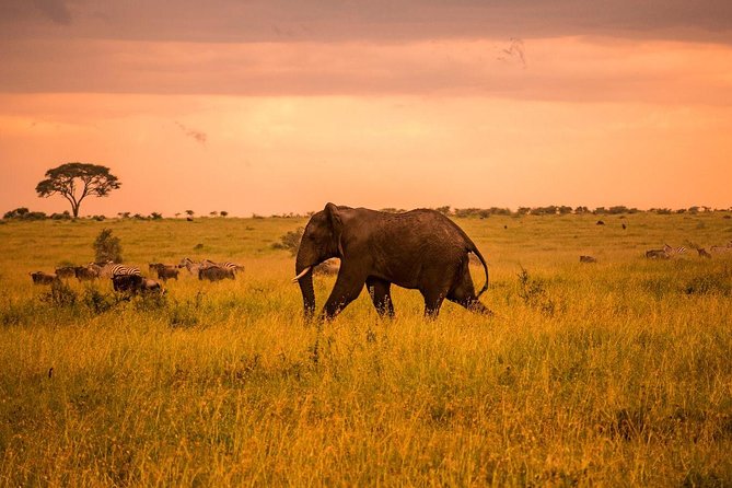 5 Day Serengeti Luxury Safari - Day 3: A full day in the central Serengeti