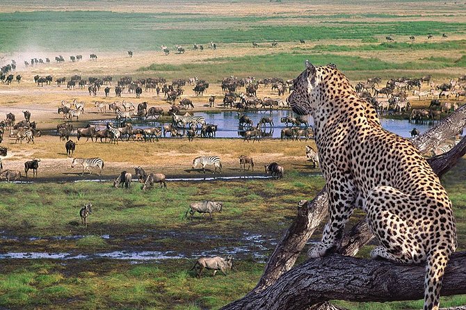 5 Day Serengeti Luxury Safari - Day 4: From the Serengeti to Olduvai Gorge