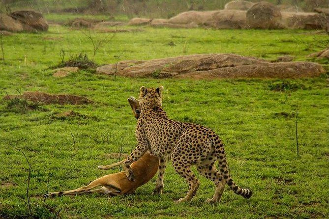 5 Day Serengeti Luxury Safari - Day 5: Inside Ngorongoro Crater