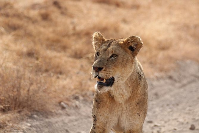 5 Day Serengeti, Tarangire, & Ngorongoro & Manyara Grass Root Safari. - Why this five-day route works