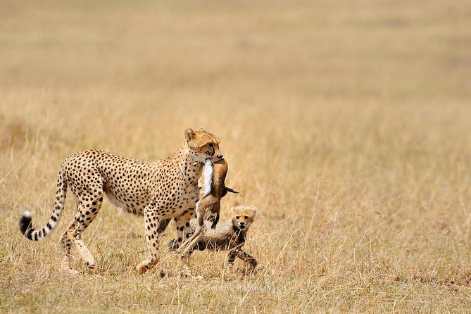 5 Day Serengeti, Tarangire, & Ngorongoro & Manyara Grass Root Safari. - Day 2: From the highlands to the Serengeti