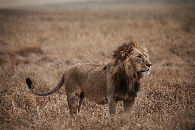 5 Day Tanzania Safari - Three parks, one compact Northern Tanzania route