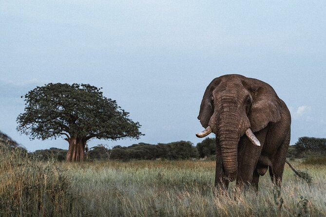5 Day Tanzania Safari - Day 1: Tarangire offers an easy first game drive